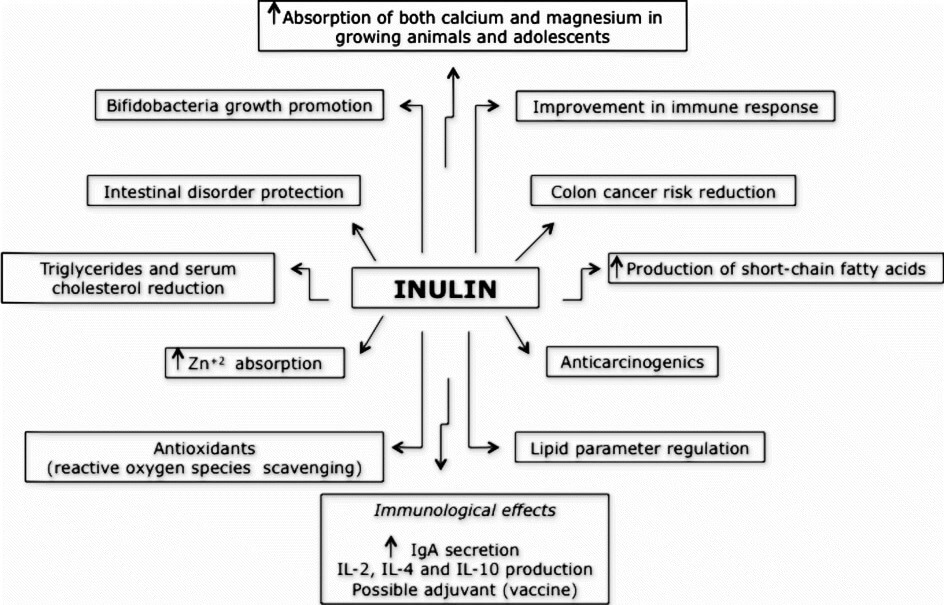 Inulin benefits immune function