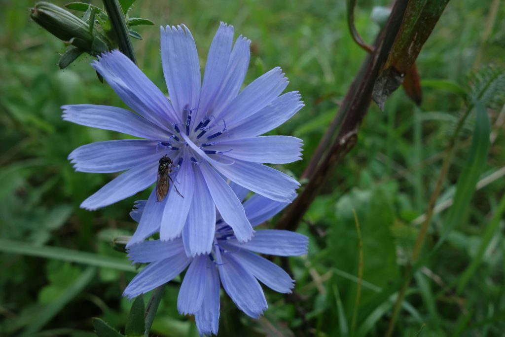 Chicory plant